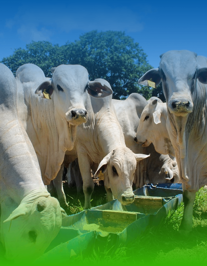 Foto de três bois em um fundo verde com uma linha se conectando formando uma rede